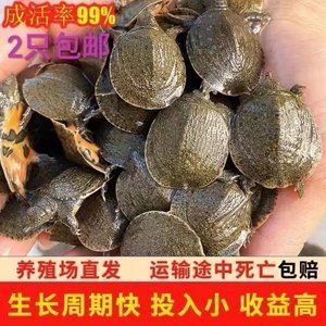 龍魚吃甲魚苗幾天能消化干凈