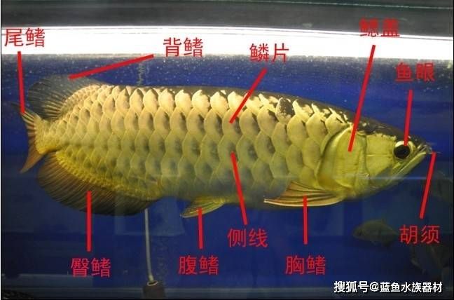 龍魚的側(cè)線孔是干嘛的 龍魚百科 第2張