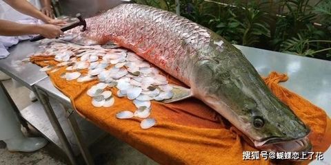 巨骨舌魚和金龍魚有什么區(qū)別