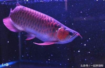 龍魚吃了吐出來的食物會(huì)死嗎 龍魚百科 第2張