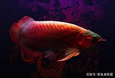 龍魚(yú)商家