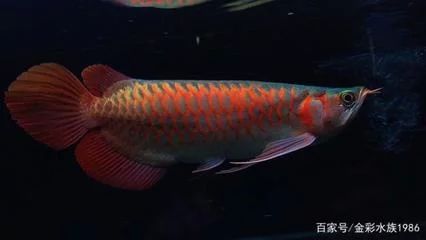 龍魚的顏色和燈光有關(guān)系嗎為什么會(huì)變色 龍魚百科 第2張