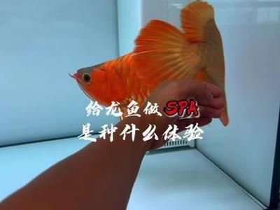 龍魚龍鳴是什么意思呀