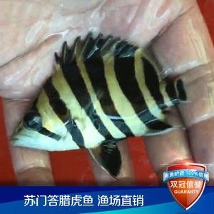 龍魚會吃虎魚苗嗎 龍魚百科