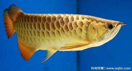 普通金龍魚多少錢一條？