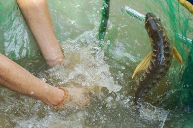 金龍魚養(yǎng)殖基地地址