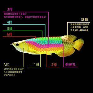 龍魚什么是過背圖解 龍魚百科 第1張