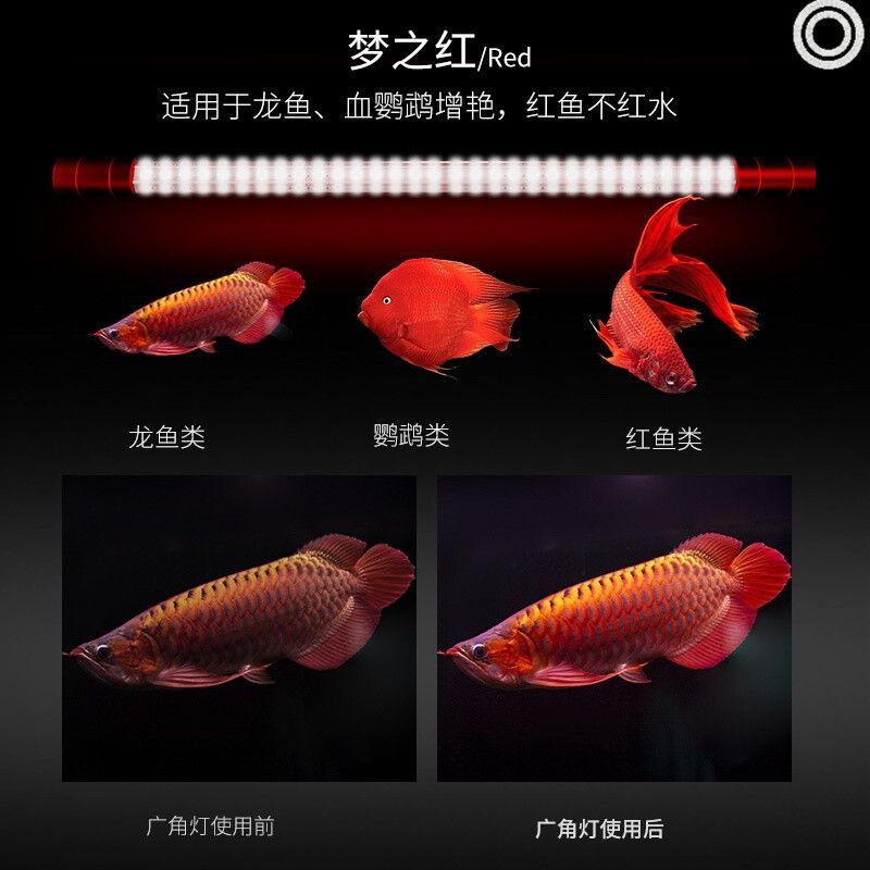 烤龍魚用的兩根燈管放在魚缸什么位置 龍魚百科 第2張