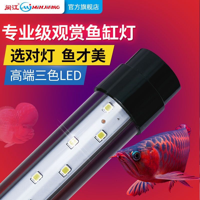 烤龍魚用的兩根燈管放在魚缸什么位置 龍魚百科 第3張