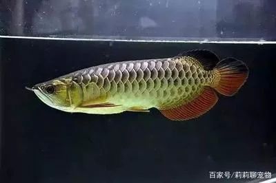 龍魚掉鱗多久能恢復(fù)好 龍魚百科 第1張