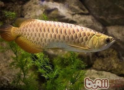 金龍魚的價(jià)錢貴嗎值得買嗎 龍魚百科