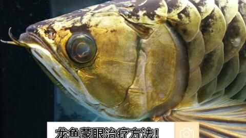 龍魚蒙眼拒食怎么治療