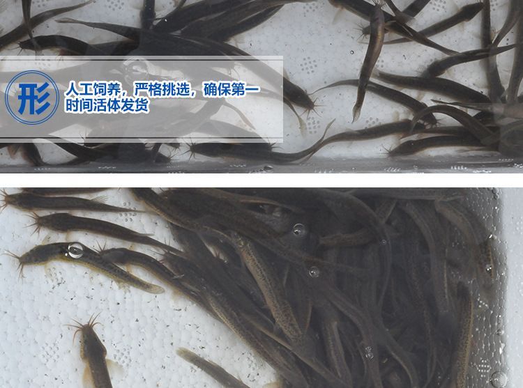 龍魚能吃泥鰍頭嗎 龍魚百科 第2張