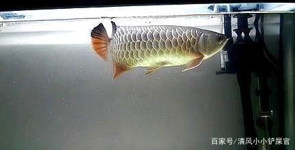 養(yǎng)龍魚之前要做什么準(zhǔn)備工作