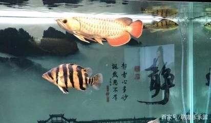 養(yǎng)龍魚之前要做什么準(zhǔn)備工作