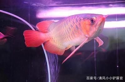 養(yǎng)龍魚之前要做什么準(zhǔn)備工作