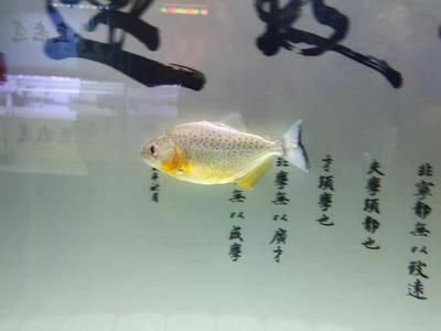 龍魚倒立急救方法有哪些 龍魚百科 第2張