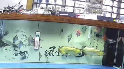 賣龍魚取一個店名好嗎 龍魚百科 第1張