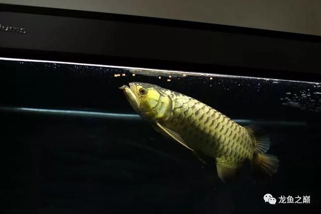 龍魚到家后幾天可以喂東西吃 龍魚百科 第2張