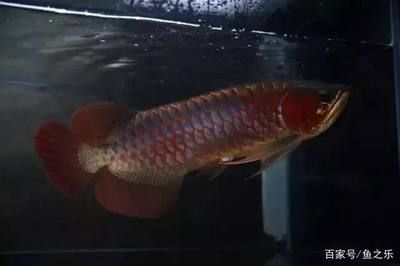 龍魚(yú)咀嚼 吞咽困難怎么治療好