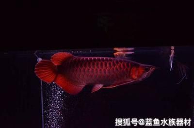 龍魚要每天喂嗎 龍魚百科