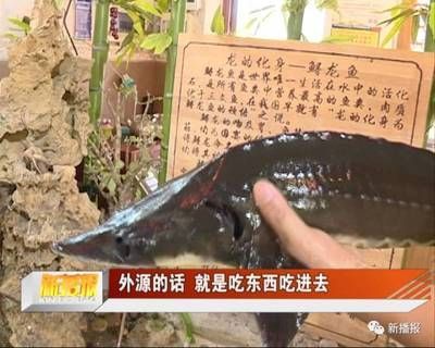 龍魚吃了異物怎么處理最有效的方法 龍魚百科 第3張