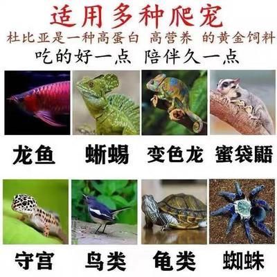 龍魚吃蟑螂壞處 龍魚百科 第3張