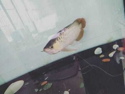 金龍魚不吃食怎么辦