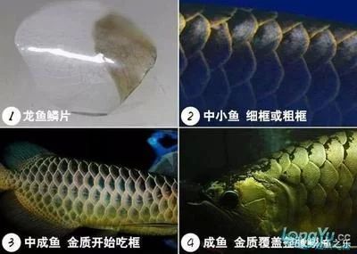 龍魚掉魚鱗怎么辦