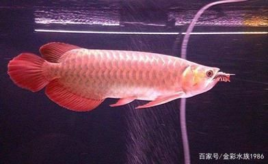 觀賞龍魚能吃嗎怎么喂食