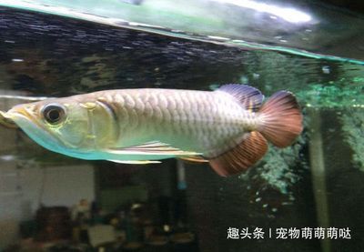 金龍魚20cm有多大年齡 龍魚百科 第1張