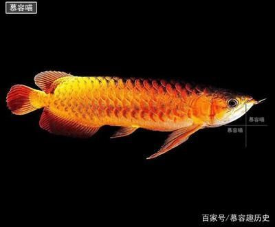 金龍魚20cm有多大年齡 龍魚百科 第2張