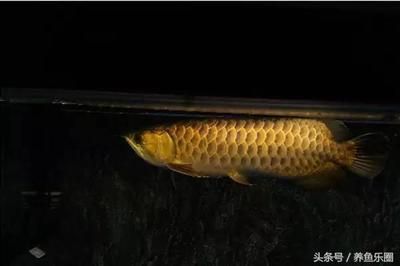 吃龍魚殘渣的魚