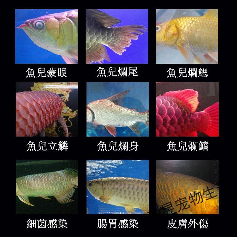 龍魚治療腸炎