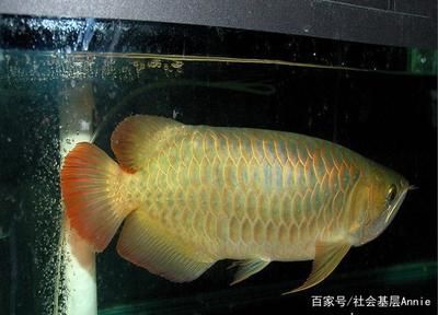 高背紅尾金龍魚小新 龍魚百科