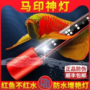 辣椒紅龍魚(yú)有馬印嗎