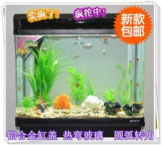 魚缸養(yǎng)龍魚 龍魚百科