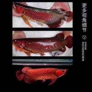 辣椒紅龍魚(yú)一般多少錢(qián) 龍魚(yú)百科 第2張