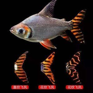 龍魚吃飛鳳 龍魚百科 第3張