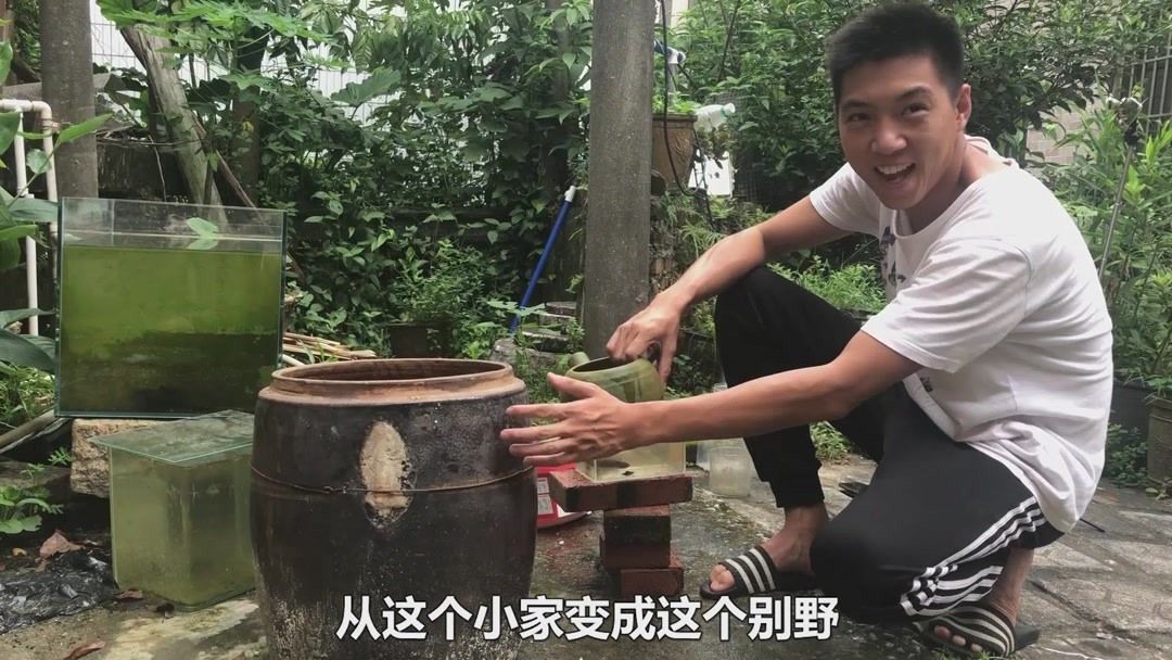 奶茶雷龍魚配對需要注意什么問題和技巧呢