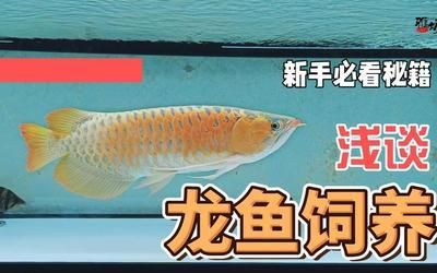 養(yǎng)龍魚的危害大嗎