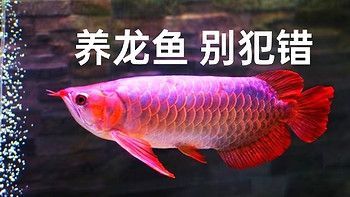 養(yǎng)龍魚的危害大嗎