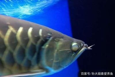 龍魚朦眼