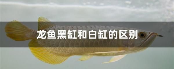 養(yǎng)龍魚黑缸好還是白缸好一點呢 龍魚百科 第2張