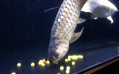 龍魚躲角落不動會死嗎 龍魚百科