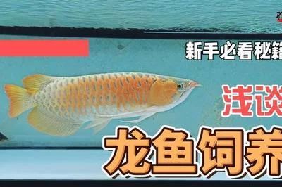 龍魚多久不喂會死掉