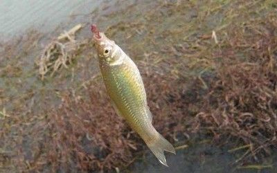 金龍魚吃麥穗魚么