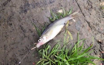 金龍魚吃麥穗魚么