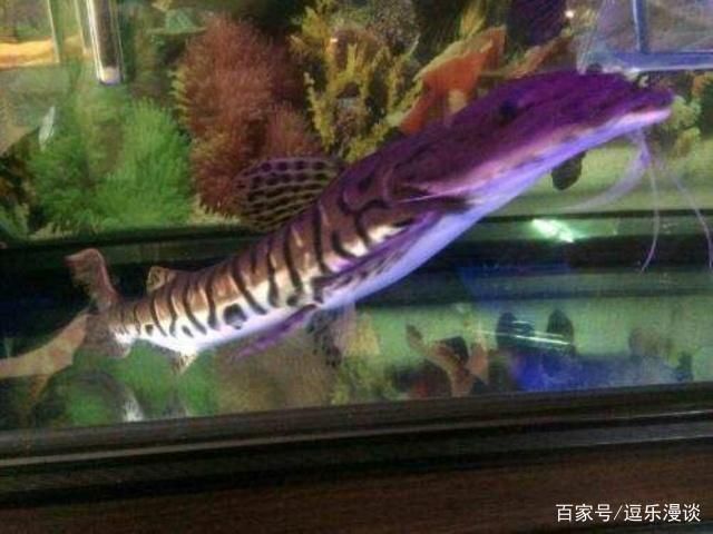 龍魚把河豚吃了