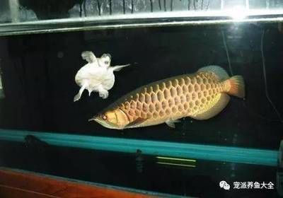 龍魚(yú)狀態(tài)不好的表現(xiàn)是什么樣子 龍魚(yú)百科 第3張